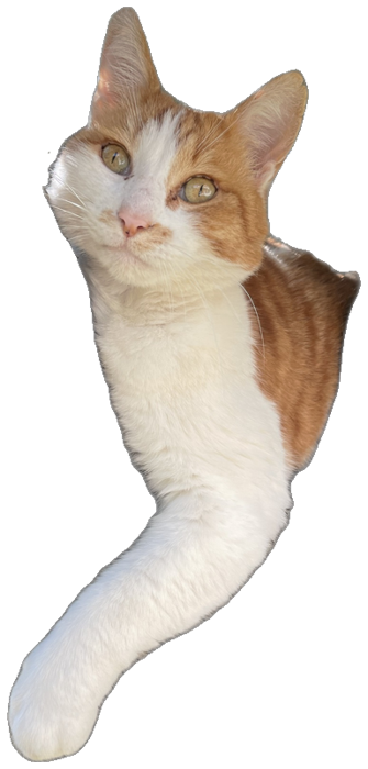 Néo, le chat roux et blanc de la famille